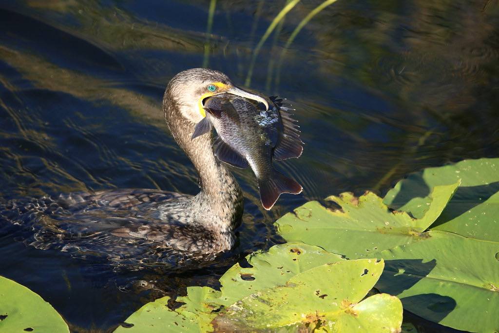 DOUBLE-CRESTED CORMORANT #2 by cuatrok77 is licensed under CC BY-SA 2.0